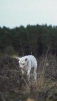 mouton en mangeant herbe dans magnifique la nature video