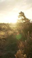 Tree sways in the breeze as sun shines through branches video