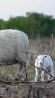 Mother ewe and baby lamb graze in grassy meadow video