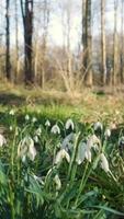 White flowers grow between green grass in the forest video