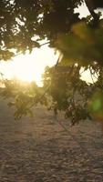 Tree sways in the breeze as sun shines through branches video