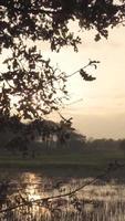 el árbol se balancea con la brisa mientras el sol brilla a través de las ramas video