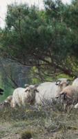 el rebaño de ovejas viaja por el camino de la hierba a través del campo de pastoreo video