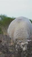 mouton blanc laineux broute dans un champ herbeux video