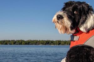 Dog on a boat at the lake wearing a life jacket photo