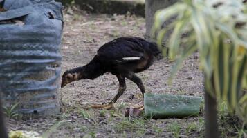 un Rango libre pollo comiendo desde el suelo. foto