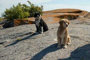 Two wet dogs on a rock photo