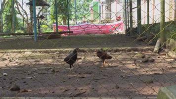 tacchino pollo nel gabbia di mini zoo quando giorno volta. il metraggio è adatto per uso per natura animale sfondo soddisfare media, zoo pubblicità. video