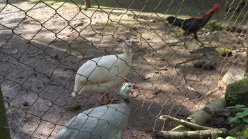 turkey chicken in cage of mini zoo when day time. The footage is suitable to use for nature animal background content media, zoo advertising. video