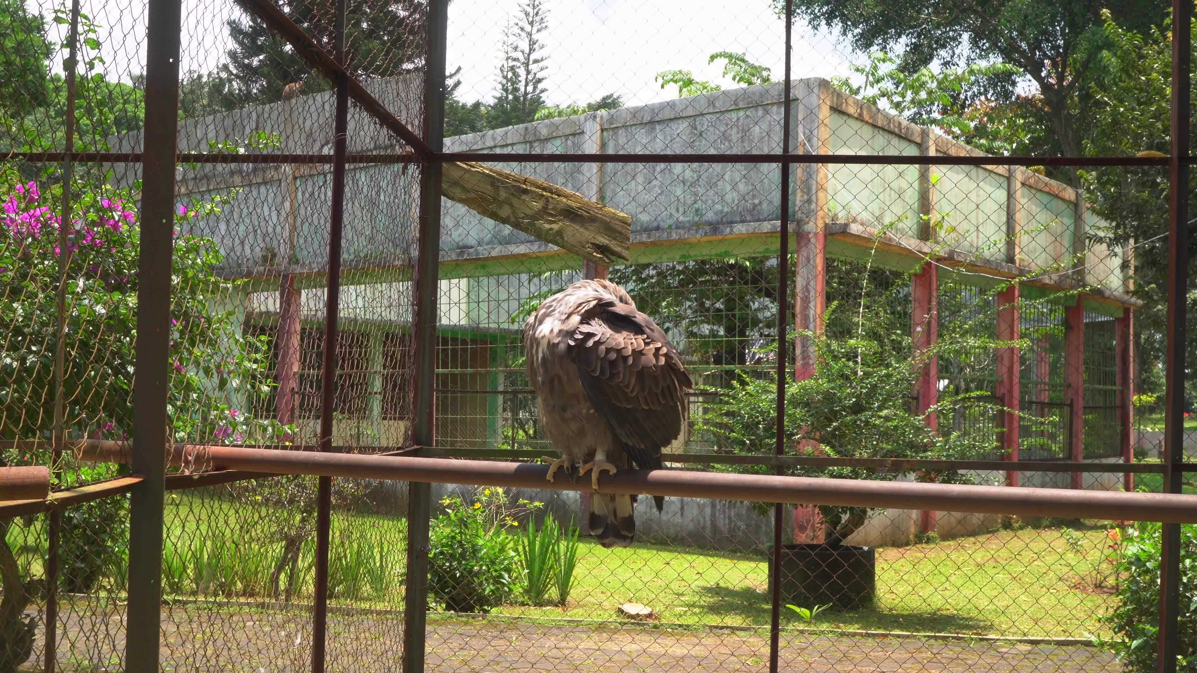The Java Eagle on the mini zoo cage, Semarang Central Java. The footage