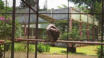 le Java Aigle sur le mini zoo cage, semarang central Java. le métrage est adapté à utilisation pour la nature animal Contexte contenu médias, zoo publicité. video