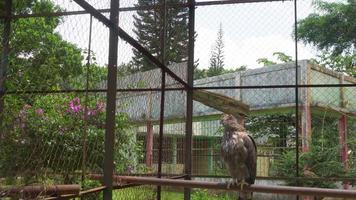 il Giava aquila su il mini zoo gabbia, semarang centrale Giava. il metraggio è adatto per uso per natura animale sfondo soddisfare media, zoo pubblicità. video