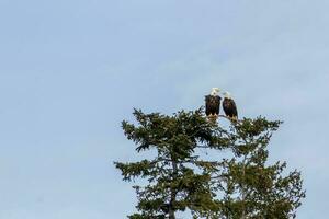 dos calvo águilas encaramado en un árbol foto