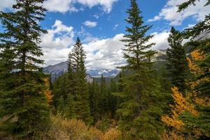 bonito otoño hojas en el canadiense Montañas Rocosas foto