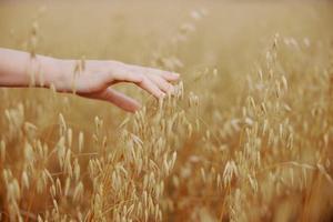 human hand Spikelets of wheat sun nature agriculture plant photo