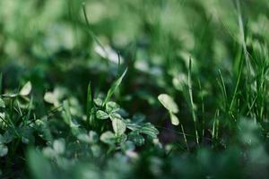 Green grass botany and nature landscaping for the home area, landscaping and taking care of nature and the environment photo