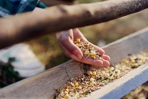 A woman works on a farm and feeds her chickens with healthy food, putting young, organic grass and compound feed into their feeders by hand to feed them photo