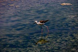 pequeño blanco pájaro en un sal lago en calpe España en un verano día... foto