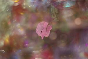 delicate pink bougainvillea flower on a tree on a warm spring day photo