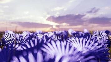 3d Flower fields photo