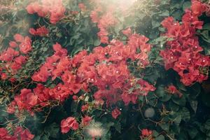 pink bougainvillea flower in summer sunshine with bokeh natural background photo