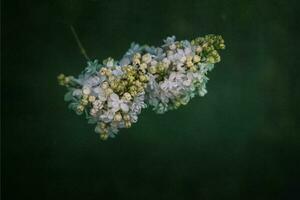 blanco lila flor en un antecedentes de verde hojas en un calentar primavera día foto