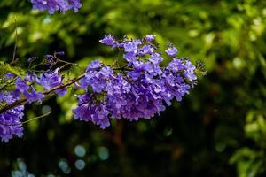 purple jacaranda flower mimosifolia on a tree on a spring day photo