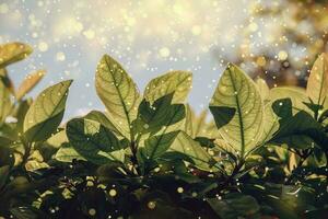 green leaves of a tree in close-up in the warm rays of the sun natural background photo