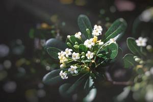 white flower of a bush close-up against a background of green leaves in sunshine spring day in the park photo