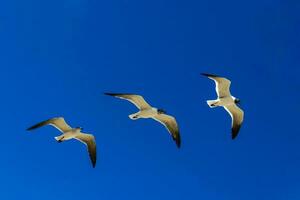 Flying seagull bird seagulls birds blue sky background clouds Mexico. photo