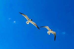 Flying seagull bird seagulls birds blue sky background clouds Mexico. photo