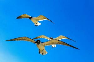 volador Gaviota pájaro gaviotas aves azul cielo antecedentes nubes México. foto