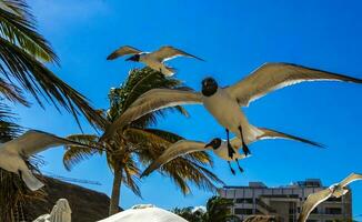 Flying seagull bird seagull birds blue sky background palms Mexico. photo