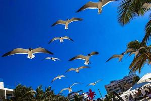 Playa del Carmen Quintana Roo Mexico 2021 Feeding flying seagull bird seagull birds blue sky background Mexico. photo
