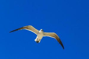 Flying seagull bird seagulls birds blue sky background clouds Mexico. photo