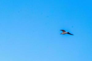 Flying seagull bird seagulls birds blue sky background clouds Mexico. photo