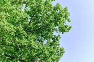 Spring blooms of nature, green young leaves of a tree against a blue sunny sky photo