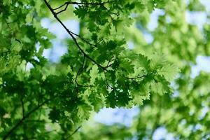 The spring nature of the big tree in the oak forest, young green leaves on the branches photo