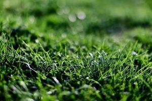 Spring young lawn grass, illuminated by sunlight. The energy of life, a healthy planet photo