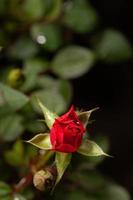 hermosa rosa rosa en un jardín foto