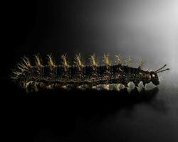 Black, orange and yellow worm caterpillars animals isolate on black photo