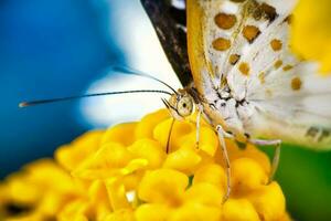 Closeup yellow butterfly photo