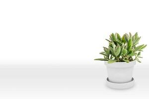 Suculent plant on vase isolated on white background vase ornament photo