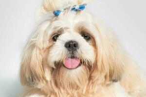 Shih tzu show class dog White portrait at studio on white background photo