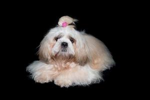 Shih tzu show class dog White portrait at studio on black background photo