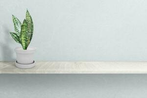 Sansevieria plan in cement vase pot  on white table photo