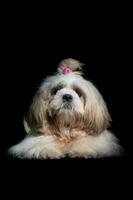 Shih tzu show class dog White portrait at studio on black background photo