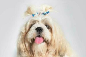 shih tzu espectáculo clase perro blanco retrato a estudio en blanco antecedentes foto