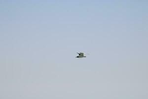 Black headed Gull beach bird photo