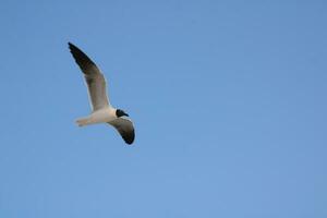 negro con membrete gaviota playa pájaro foto